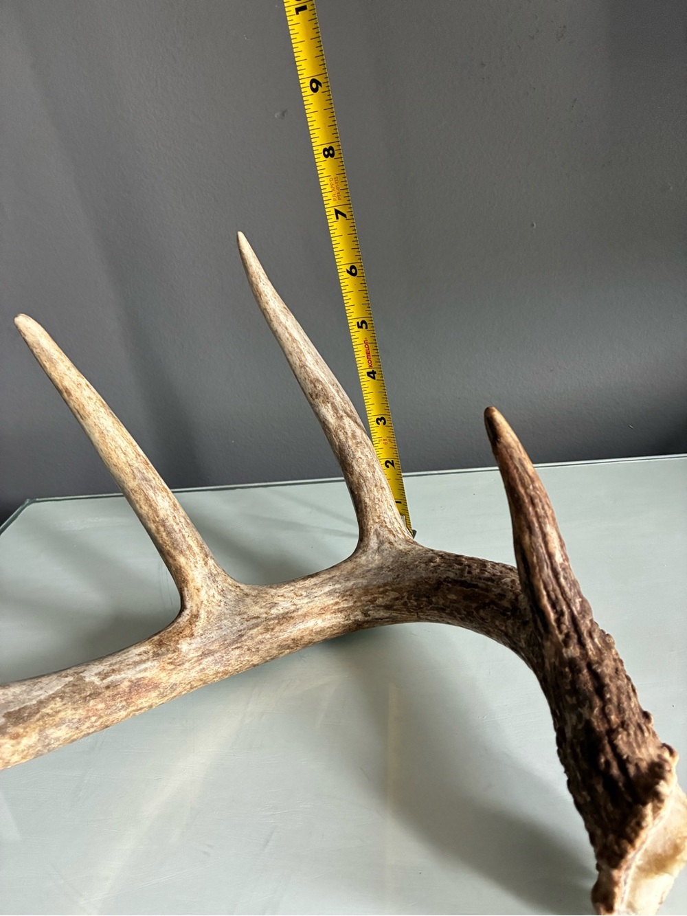 Natural Deer Antler Rack - Rustic Home Decor - Picture 2 of 3